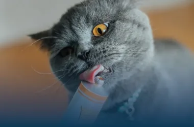 detail_kedi-malti-nedir-ve-ne-ise-yarar_